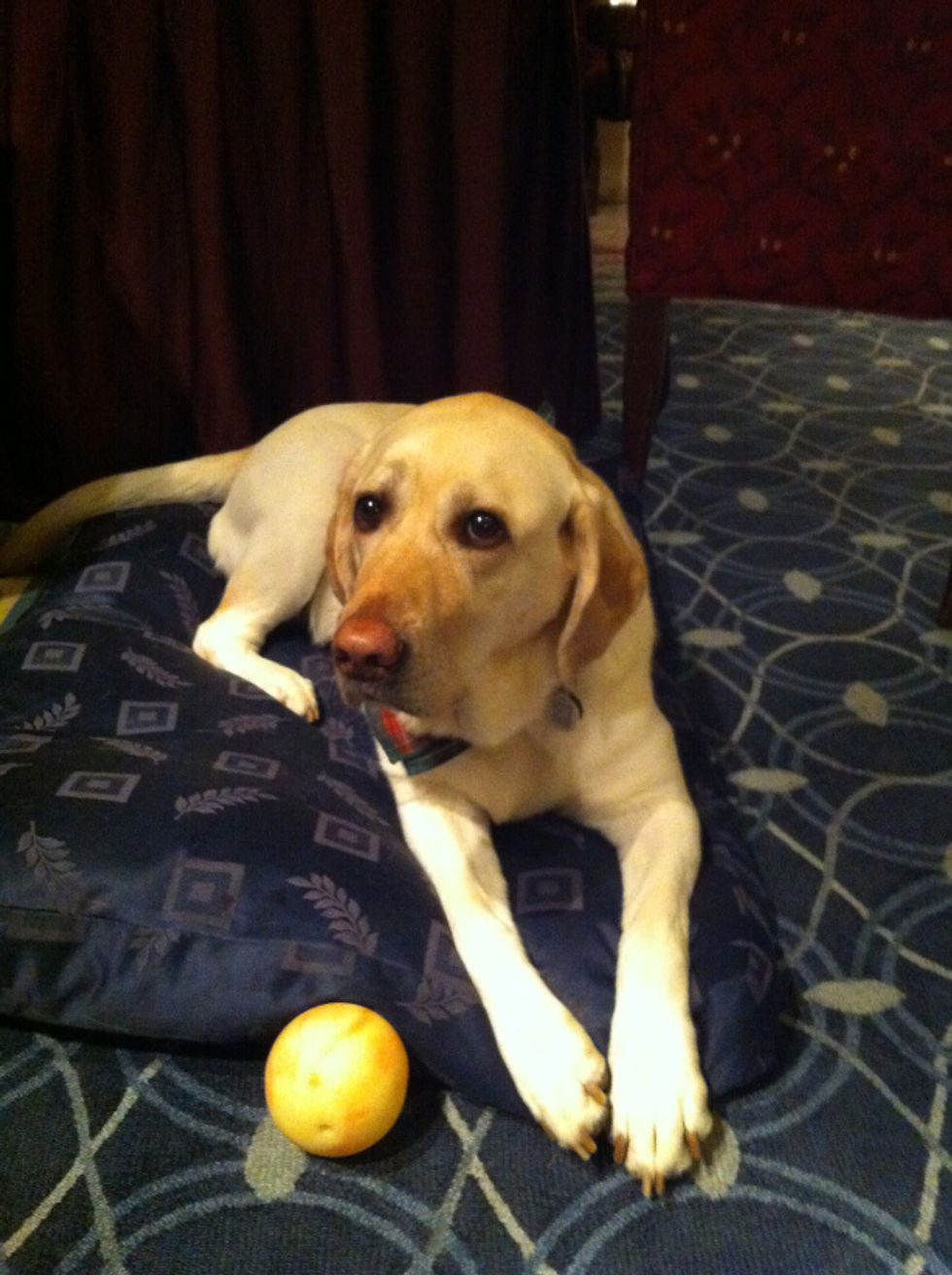 Canine Ambassador, Smudge