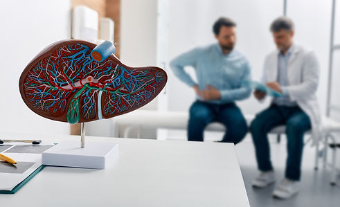 Liver anatomical model on doctor's table during hepatologist consultation for patient with