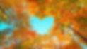 Autumn forest background. Vibrant color tree, red orange foliage in fall park. Nature chan
