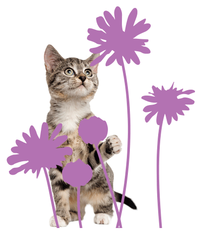 cat-flowers.gif