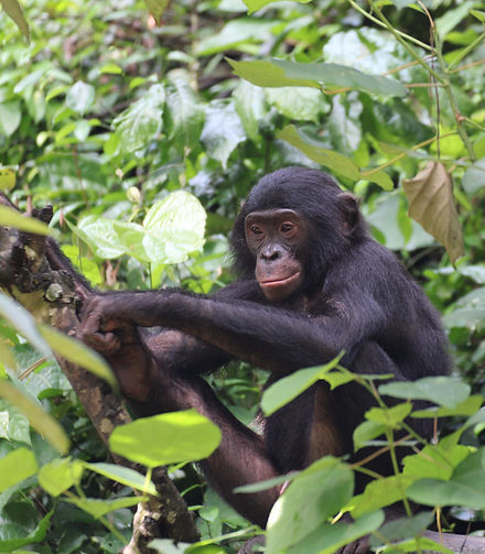 Diyoko bonobo in tree at Lola ya Bonobo sanctuary