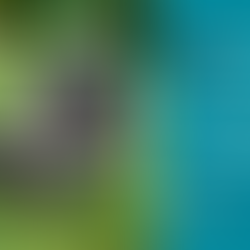 Save Bonobos with Cryptocurrency Donations