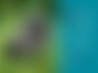 Crypto Impact Report: How Crypto Donations Are Saving Bonobos