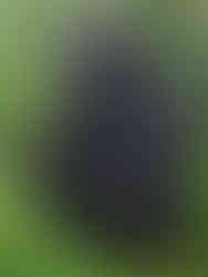 Chimpanzee sits in grass