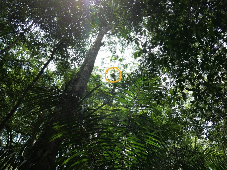 Trees and leaves in Congo rainforest