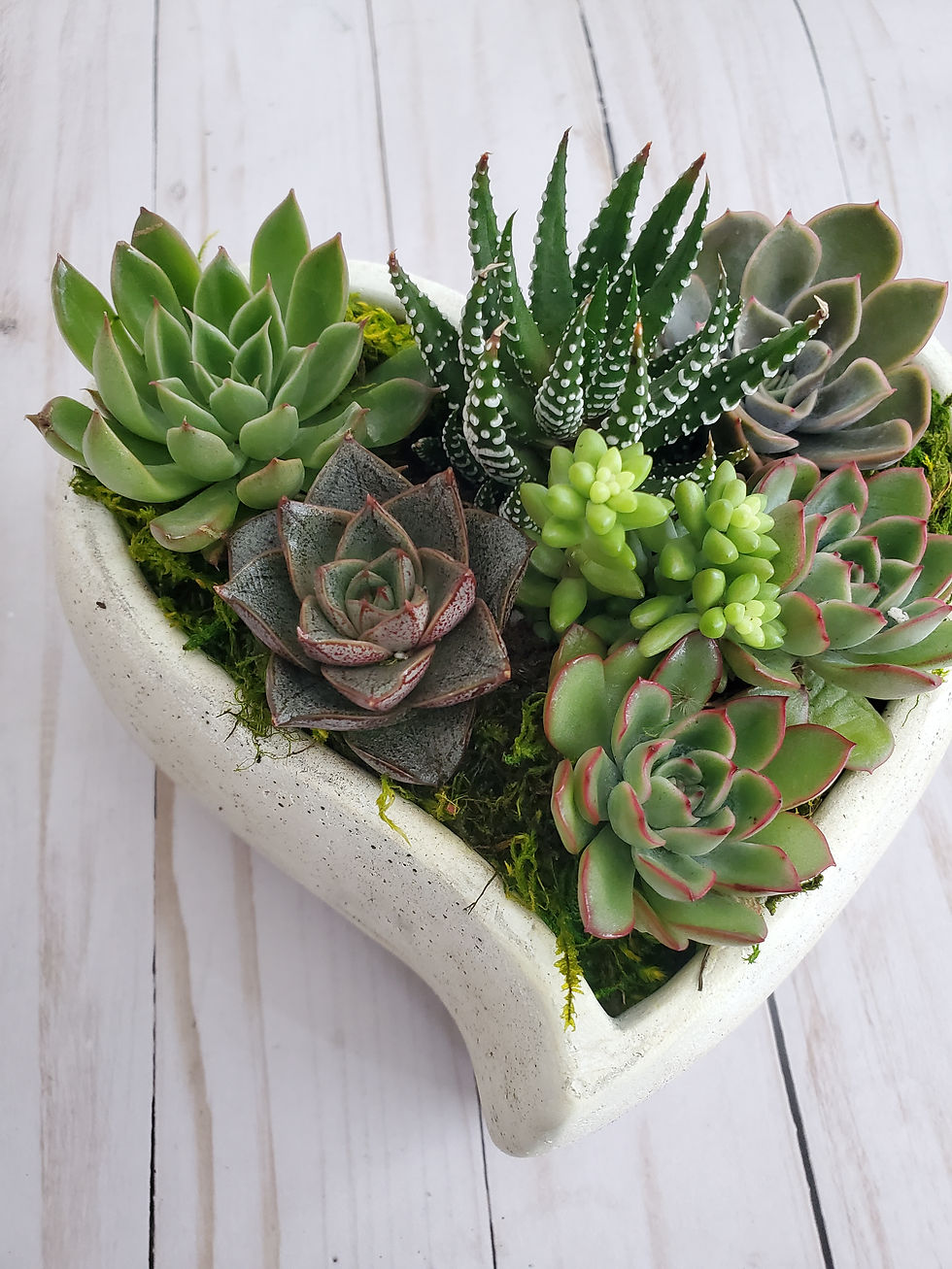 heart shaped succulent garden Valentine's Day gift in Providence, RI