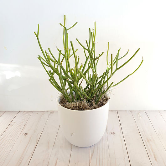 Pencil Cactus | Providence Florist | Plant Delivery