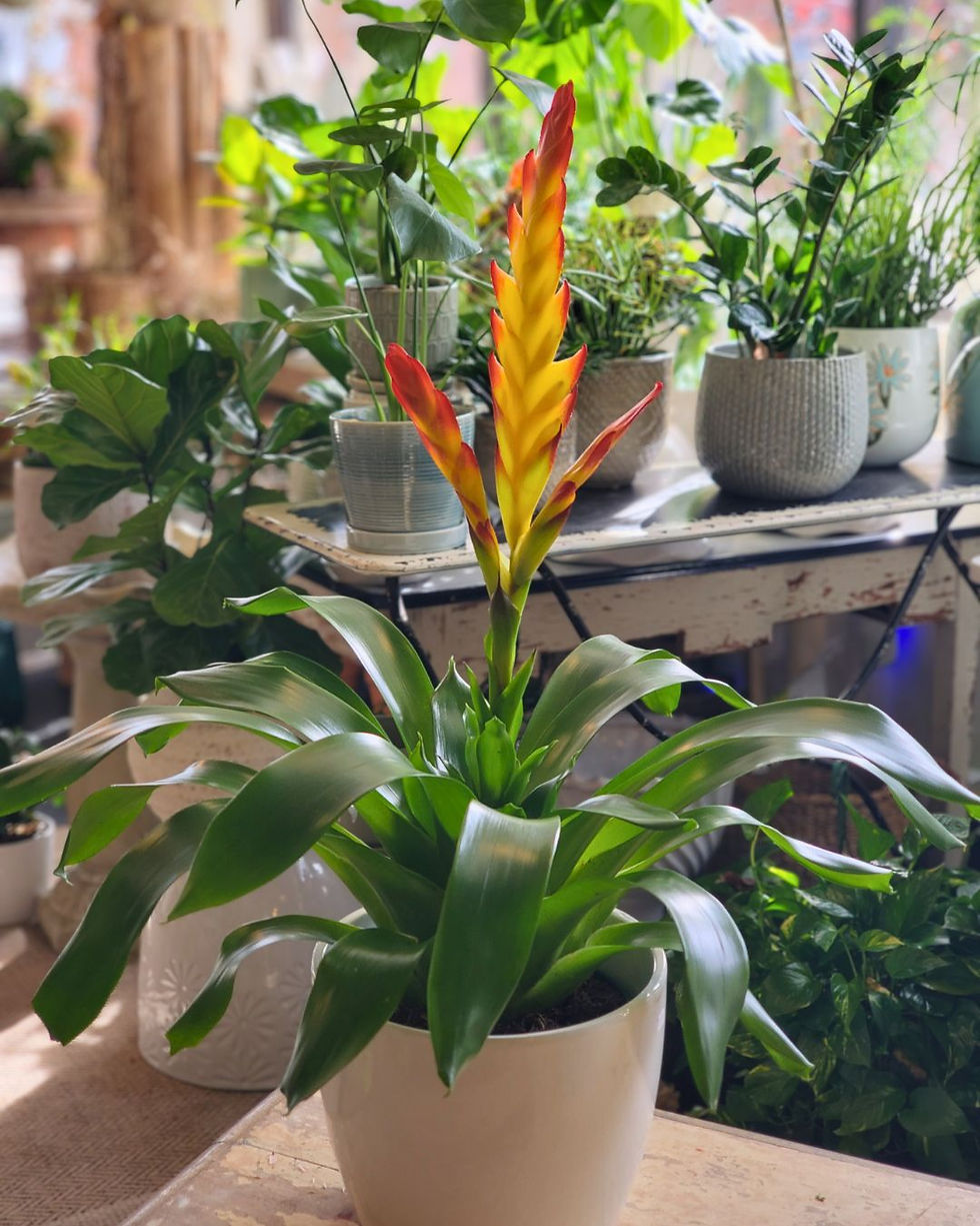 Thumbnail: bromeliad plant delivery providence plant store