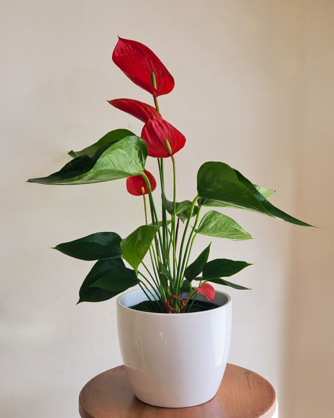 red anthurium for delivery in providence, RI