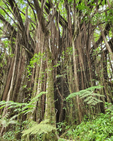 Jungle trees near Akaka Falls on the Big Island