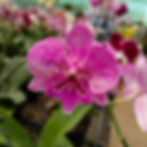 orchid show hawaii things to do in the fall