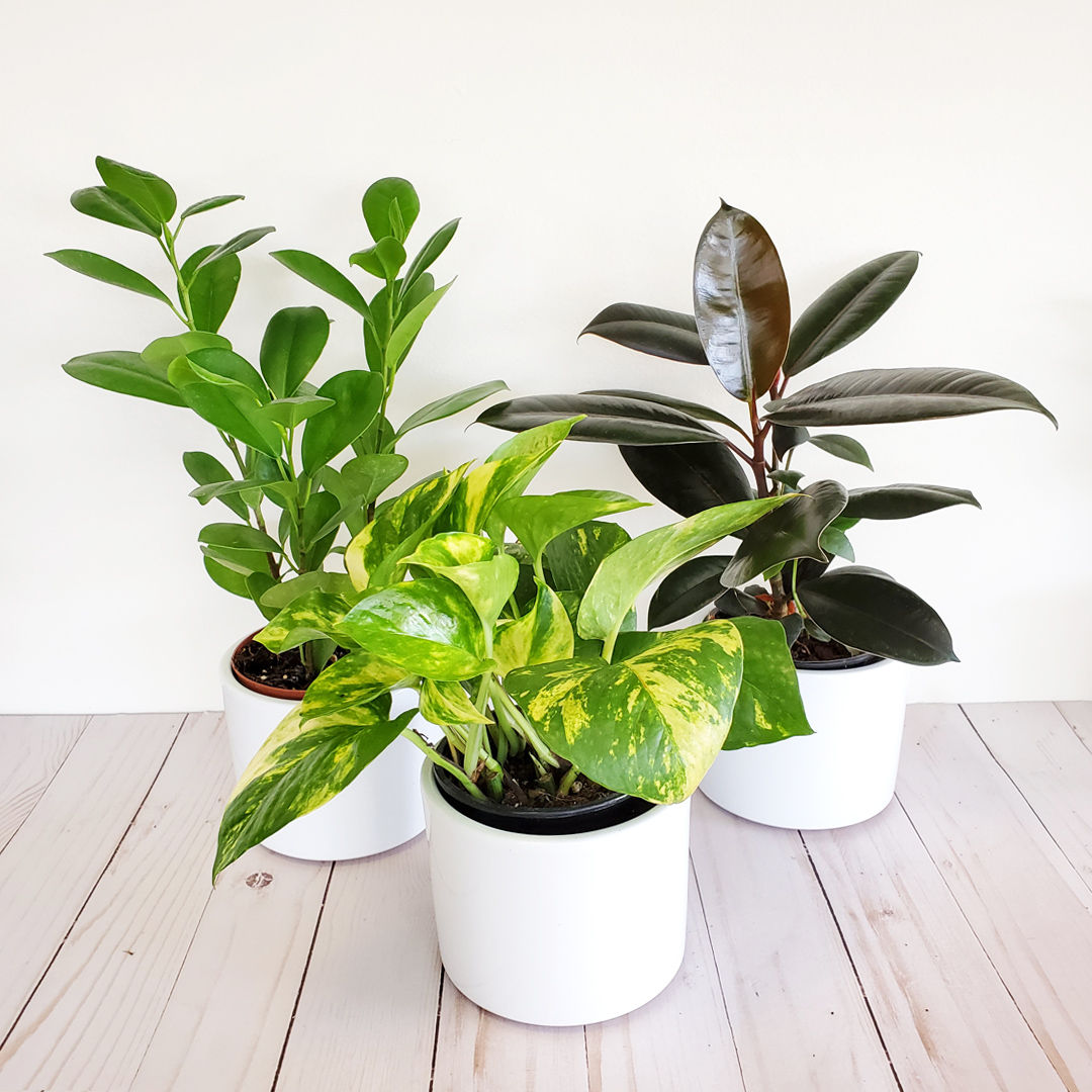 three easy care plants in white pots for delivery in Providence