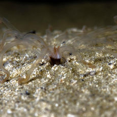 Arachnanthus oligopodus Paul.jpg