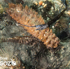 Red Bay -2140023.jpg