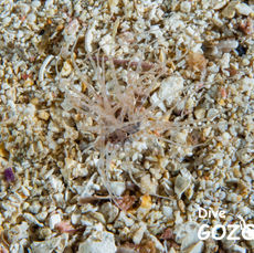 Arachnanthus oligopodus