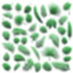 Leave Photo background.jpg