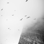 Solans(Gannets) at Nebbifield Foula