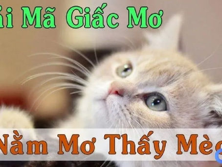 Nam mo thay meo la diem bao gi