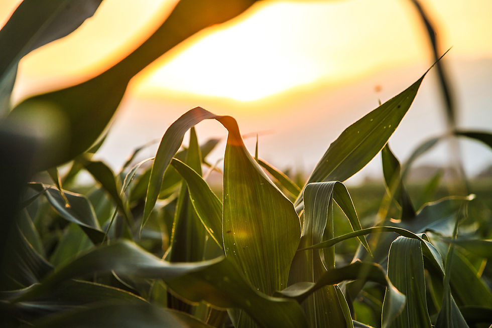 sunset-detail.jpg