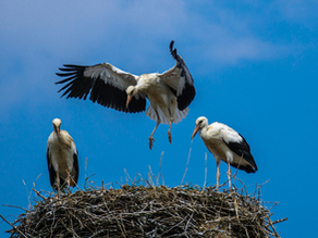 Why we’ve installed a stork nest at Knowle Park
