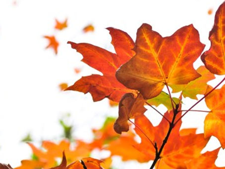 Påminnelse om inställd träning 30/10-5/11 på grund av höstlov