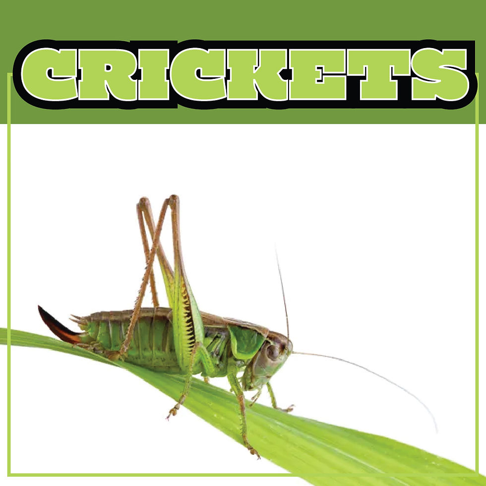 CRICKETS-01