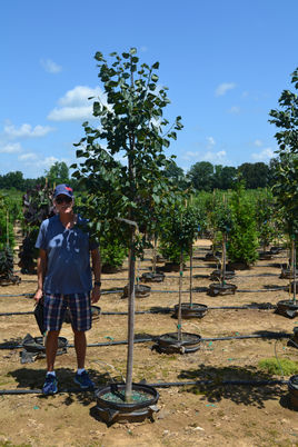 #15 Linden, Greenspire.JPG