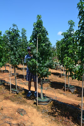 #15 Sweetgum, Species.JPG