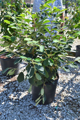 #15 Witchhazel, Jelena.JPG