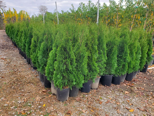 #05 Arborvitae, Emerald Green.JPEG
