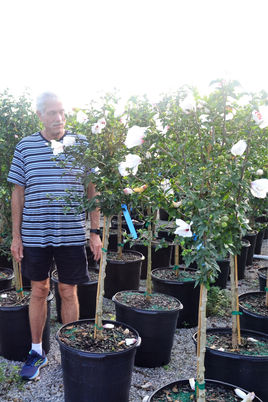 #15 Althea, Red Heart - TF.JPG