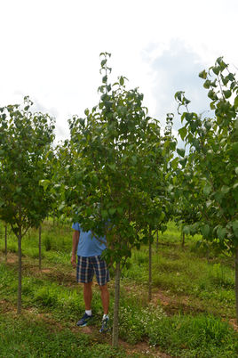 Lilac, Ivory Silk - TF 2''.JPG