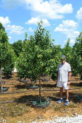 #30 Pear, Chastity.JPG