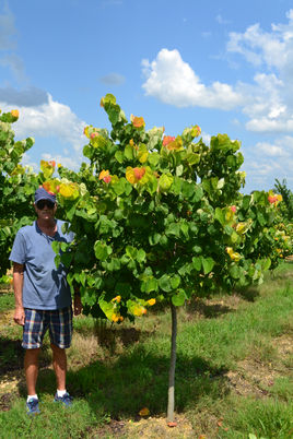 Redbud, Rising Sun 1.75''.JPG