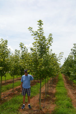 Maple, R Autumn Blaze 2''.JPG