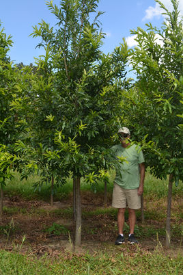 Oak, Sawtooth 'Gobbler' 2.5''.JPG