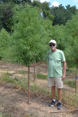 Cypress, Shawnee Brave 2''.JPG