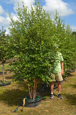 #30 Birch, Dura-Heat - CL.JPG