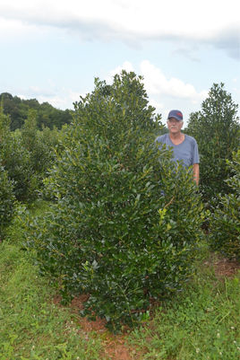 Holly, Nellie R. Stevens 6'.JPG