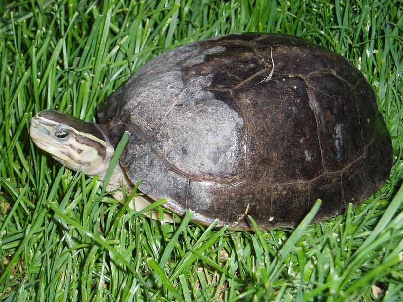 Cuora amboinensis Cuora Conservation Center