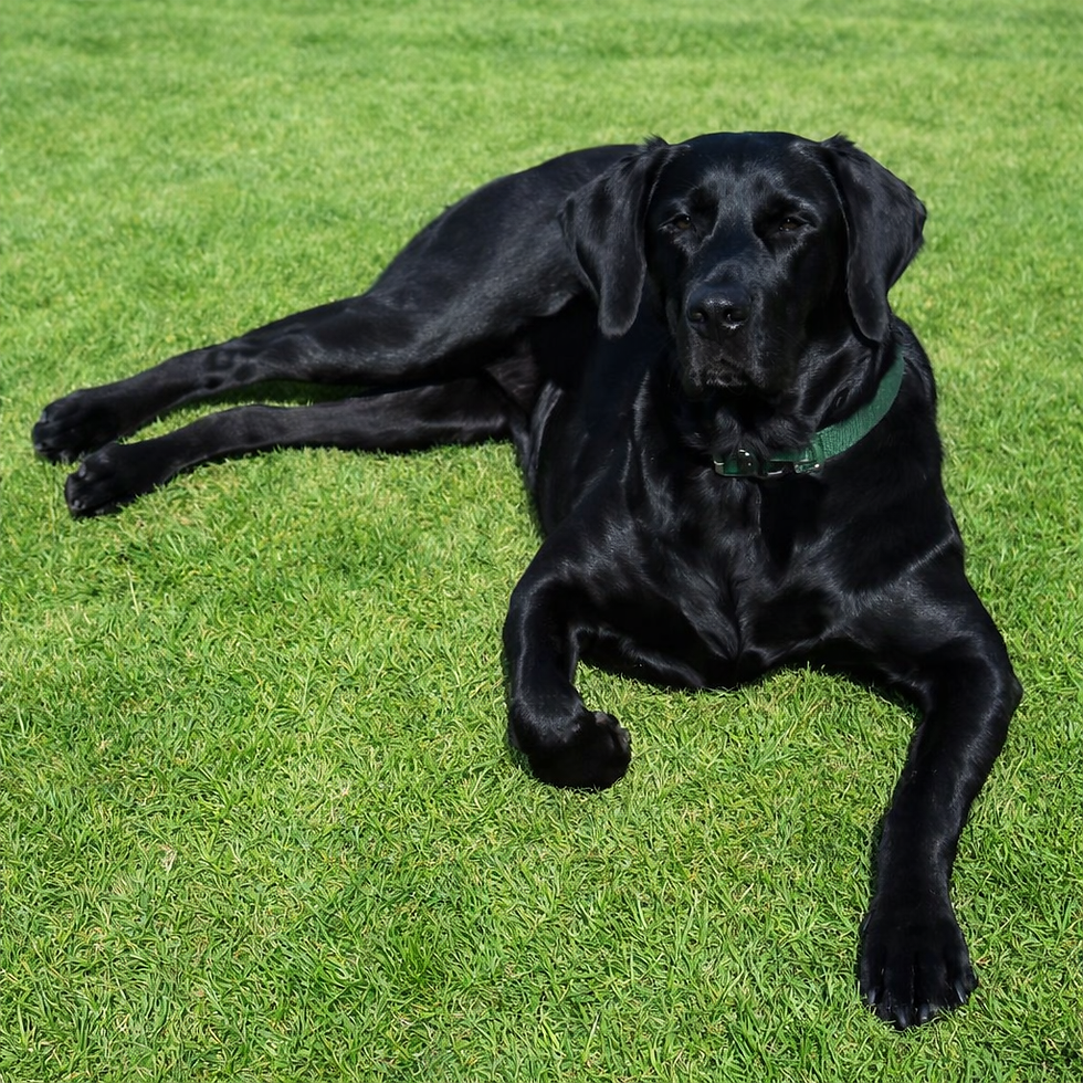 Abi loves laying in the grass