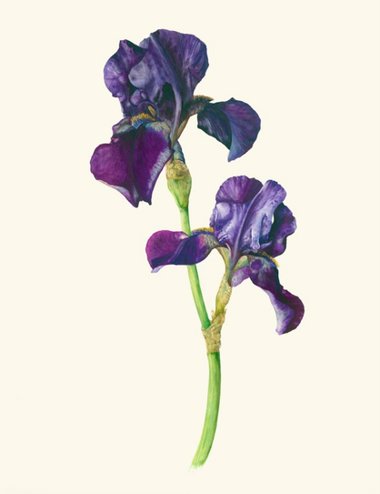 Gael Sellwood - Iris deep purple