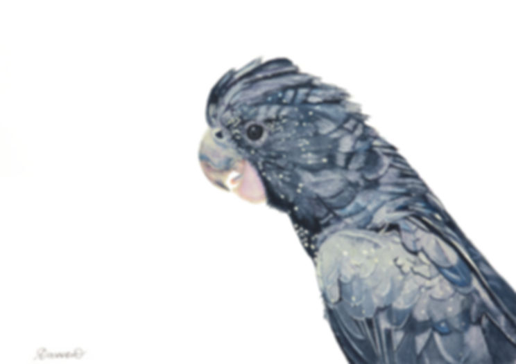 Young red tailed black cockatoo-Fridge Magnet