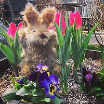 Bonnie the Bunny