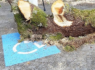 tree in handicapped spot.jpg
