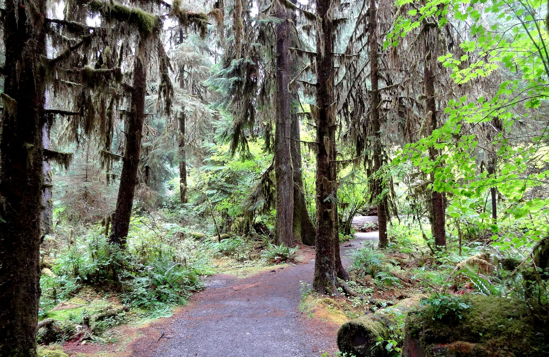 Trail in Hoh rain forest