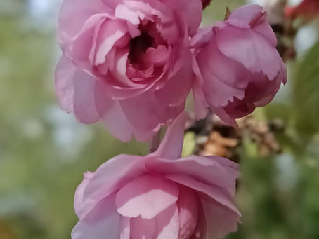 three pink cherry blossom flowers