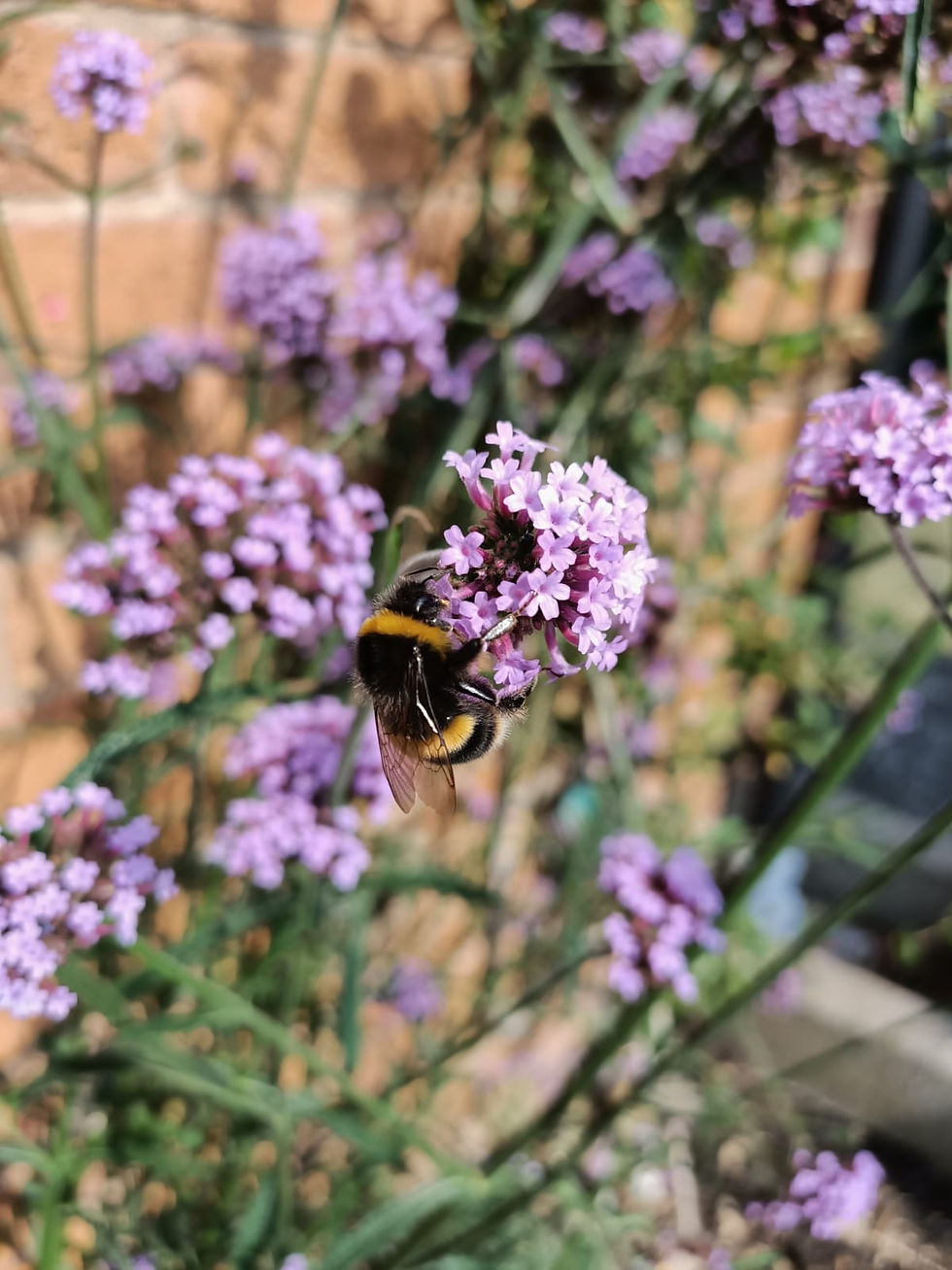 Close-up of a bumblebee on purple verbena flowers.