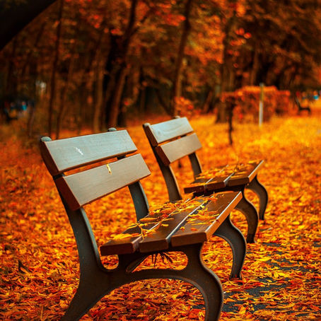 Two wooden benches surrounded by Autumn trees and leaves—representing my life changing season.