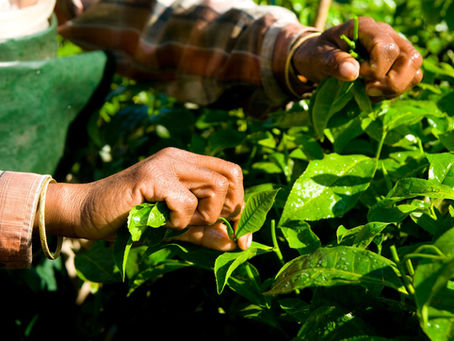 A Complete Guide to Assam Tea